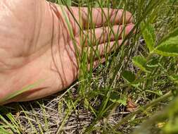 Image of whitescale sedge