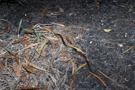 Image of Red-naped Snake