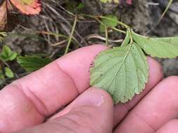 Image of northern dewberry