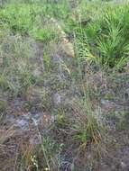 Image of Lopsided Indian Grass