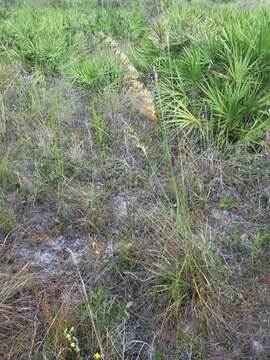 Image of Lopsided Indian Grass