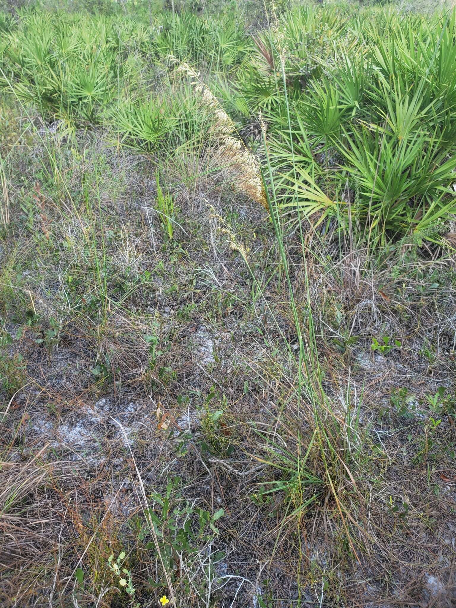 Image of Lopsided Indian Grass