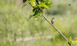 Image of Pied Bush Chat