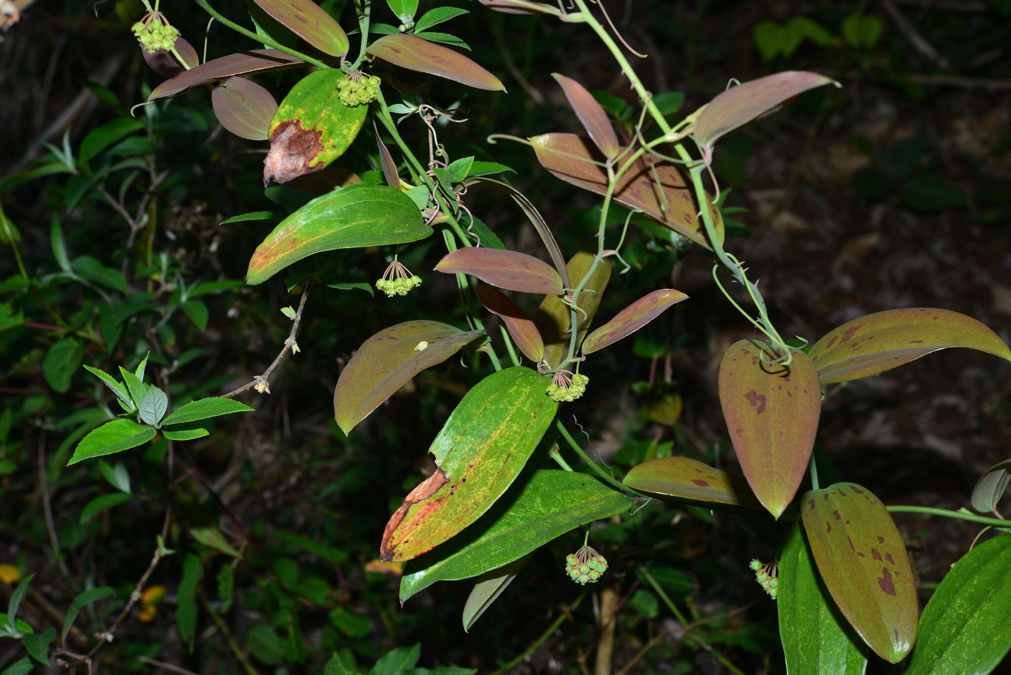 Image of Smilax elongatoumbellata Hayata