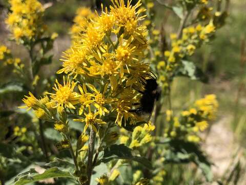 Image of Solidago virgaurea subsp. virgaurea