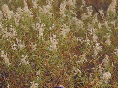 صورة Genista hirsuta M. Vahl