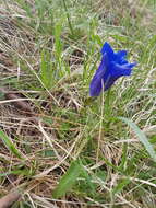 صورة Gentiana clusii subsp. clusii