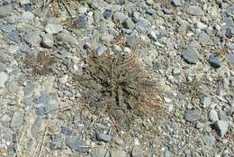 Image of Lepidium tenuicaule Kirk