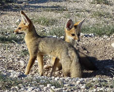 Слика од Vulpes chama (A. Smith 1833)