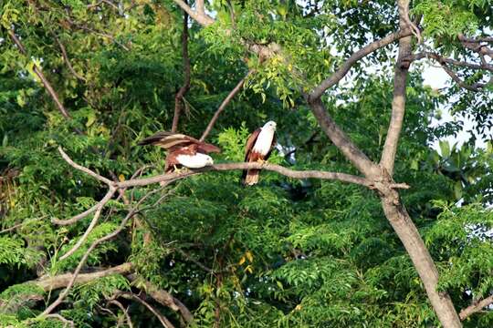 Image of Brahminy Kite