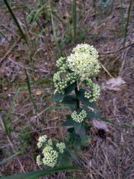 Image of Hylotelephium maximum (L.) J. Holub