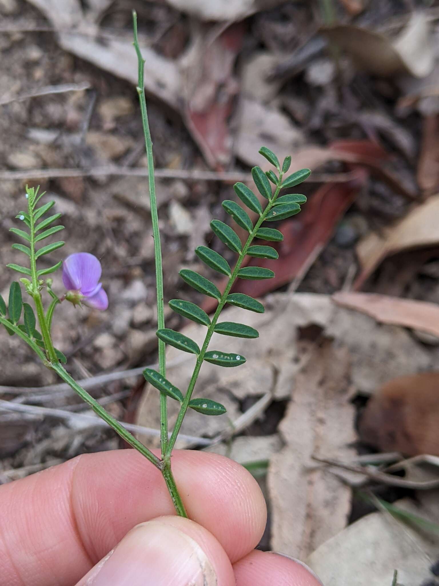 Image of Swainsona brachycarpa Benth.