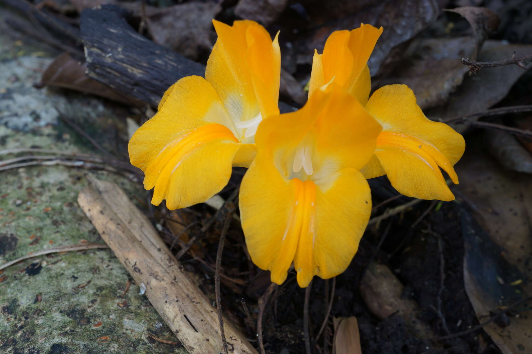 Image de Curcuma xanthella