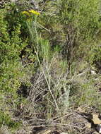 Image of Euryops rehmannii Compton