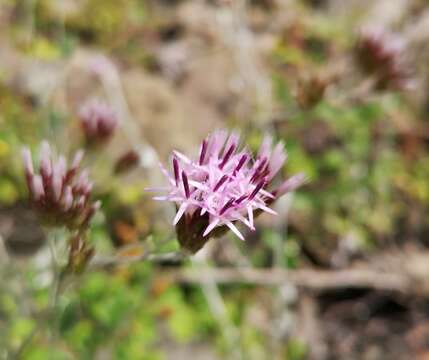 Image of Staehelina uniflosculosa Sibth. & Sm.