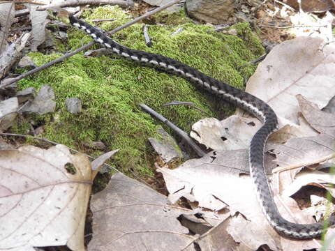 Imagem de Thamnophis chrysocephalus (Cope 1885)