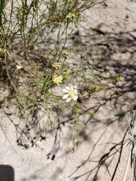 Image of Gutierrezia gilliesii Griseb.