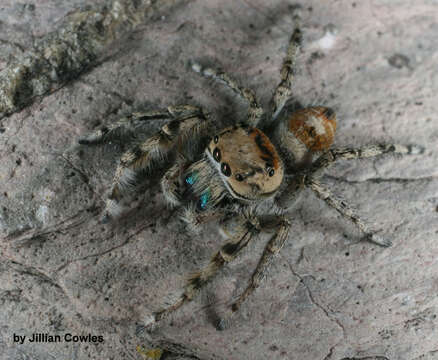 Image of Phidippus phoenix Edwards 2004