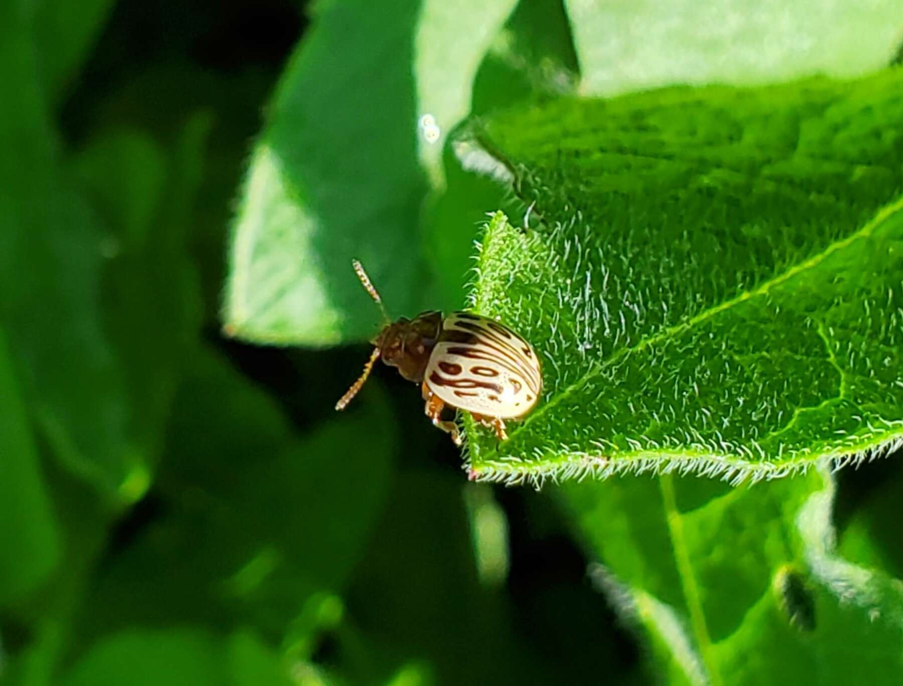 Image of Zygogramma (Zygospila) heterothecae Linell 1896