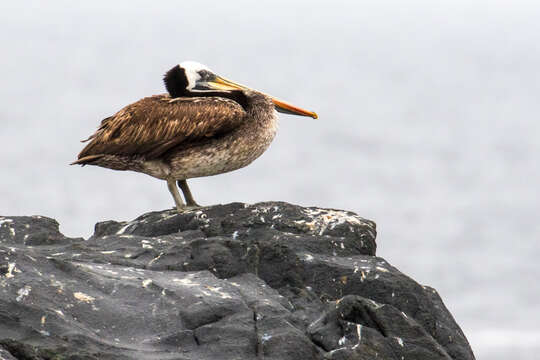 Image of Peruvian Pelican