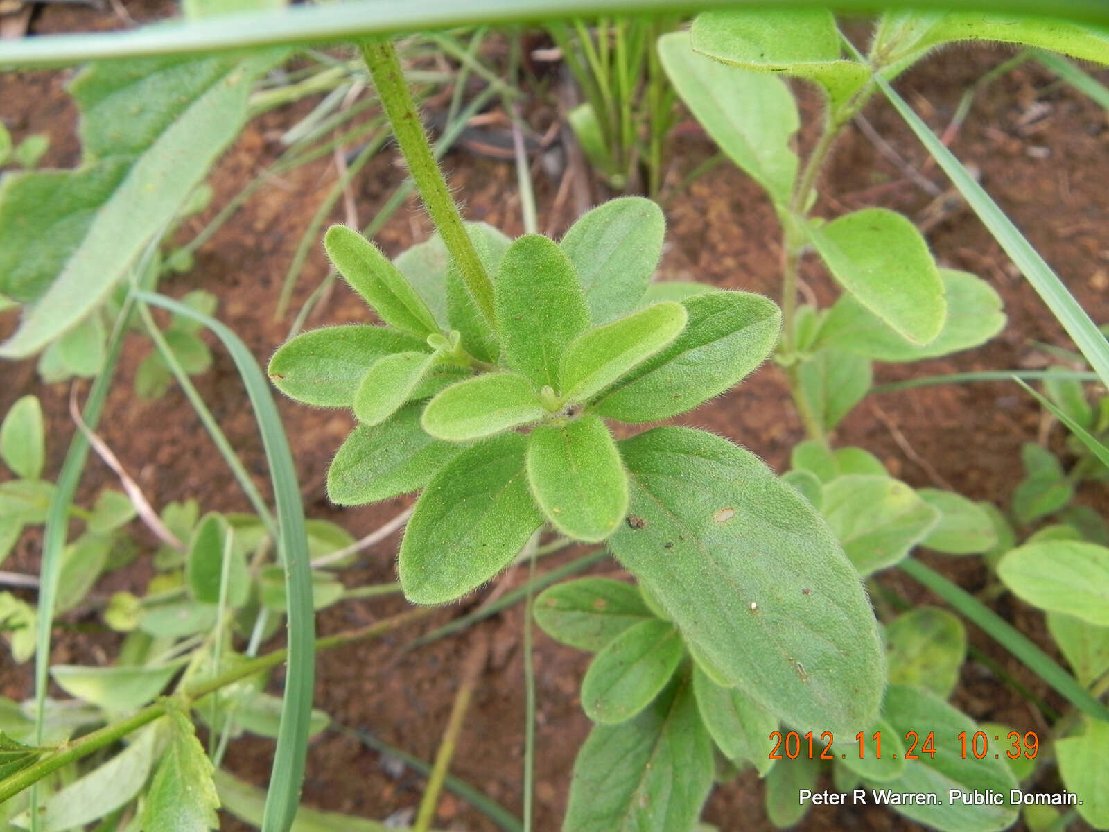 Image of Syncolostemon bolusii (N. E. Br.) D. F. Otieno