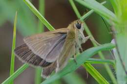 Image of Neamathla Skipper