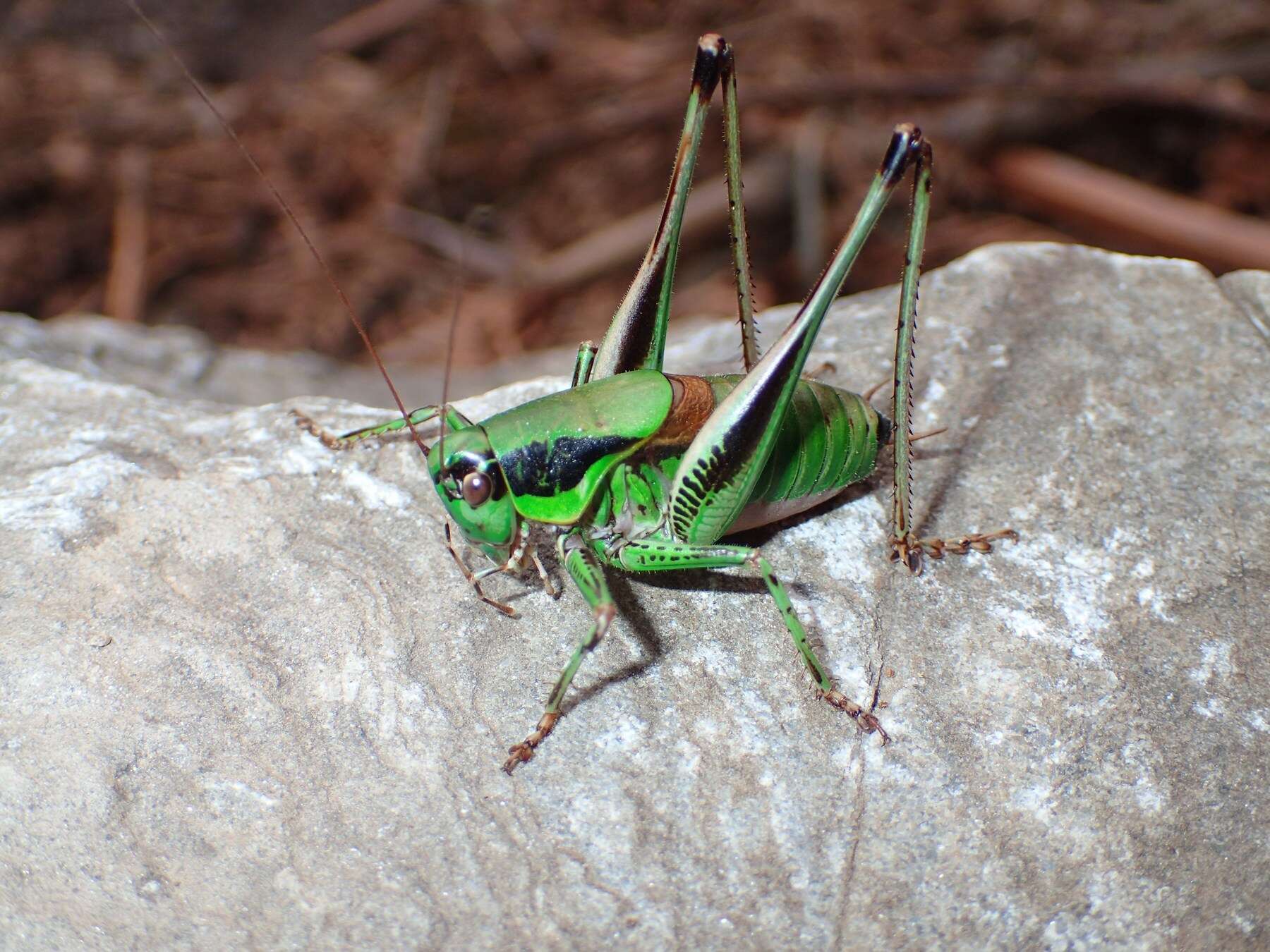 Image of Eupholidoptera tyrrhenica Allegrucci, Massa, Trasatti & Sbordoni 2014