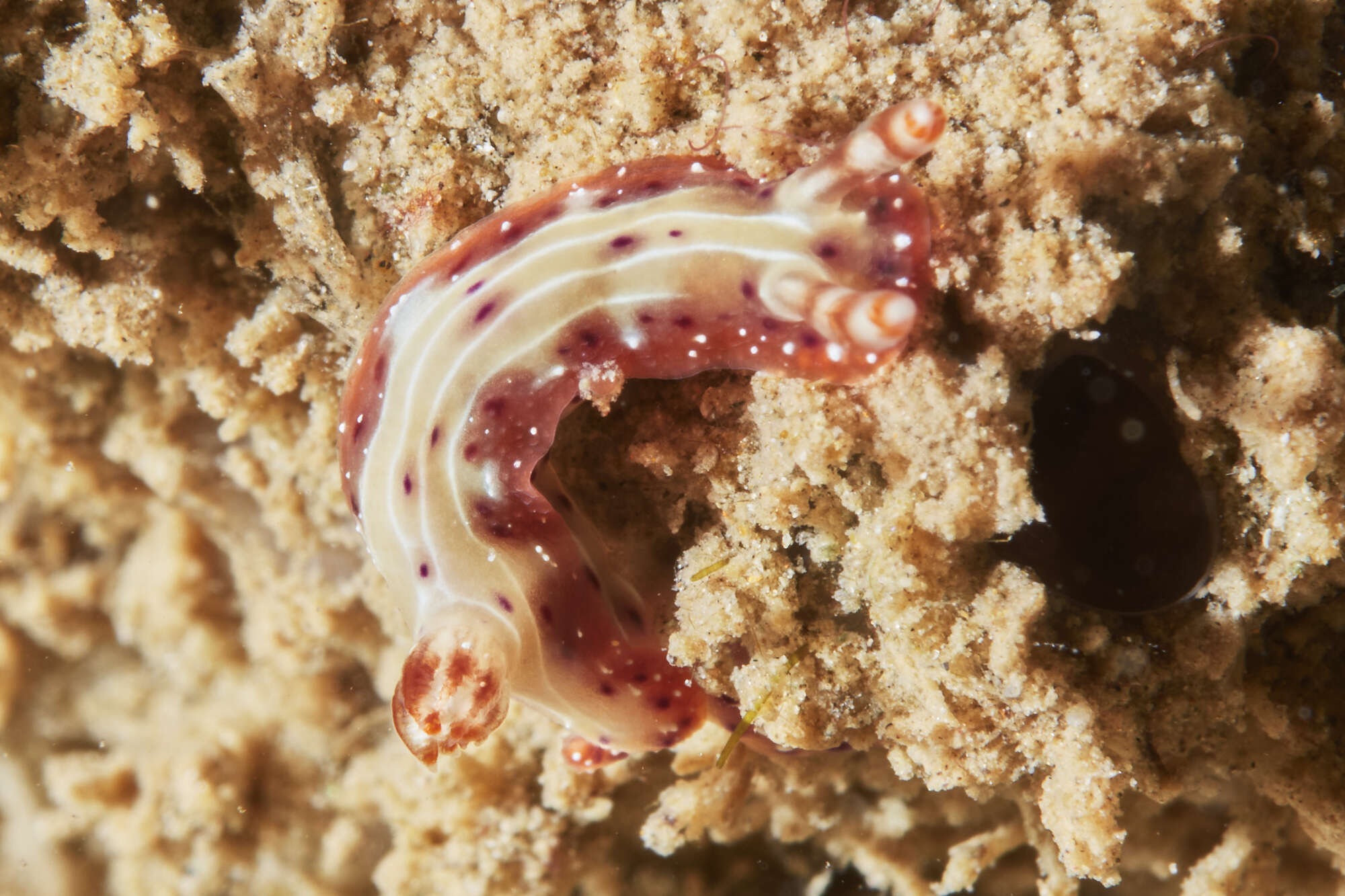 Image de Hypselodoris maculosa (Pease 1871)