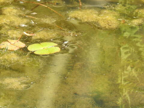 Image of Common Water Clover