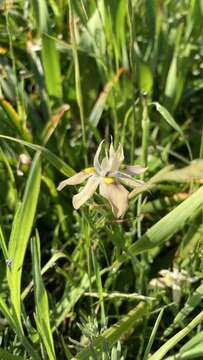 Image of Buff Clockflower