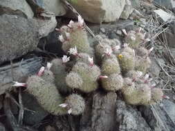 Image of Mammillaria albicans subsp. fraileana (Britton & Rose) D. R. Hunt