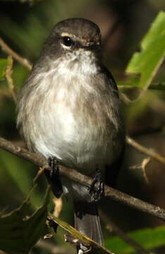 Image de Muscicapa adusta adusta (Boie & F 1828)