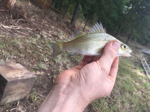 Image of White Perch