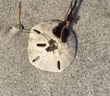 Image of Sand dollar