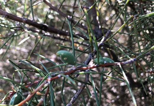 Image of Hakea mitchellii Meissn.