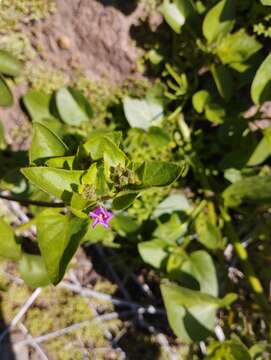 Mirabilis elegans (Choisy) Heimerl resmi