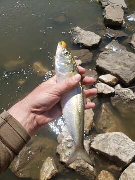 Image of Skipjack Herring