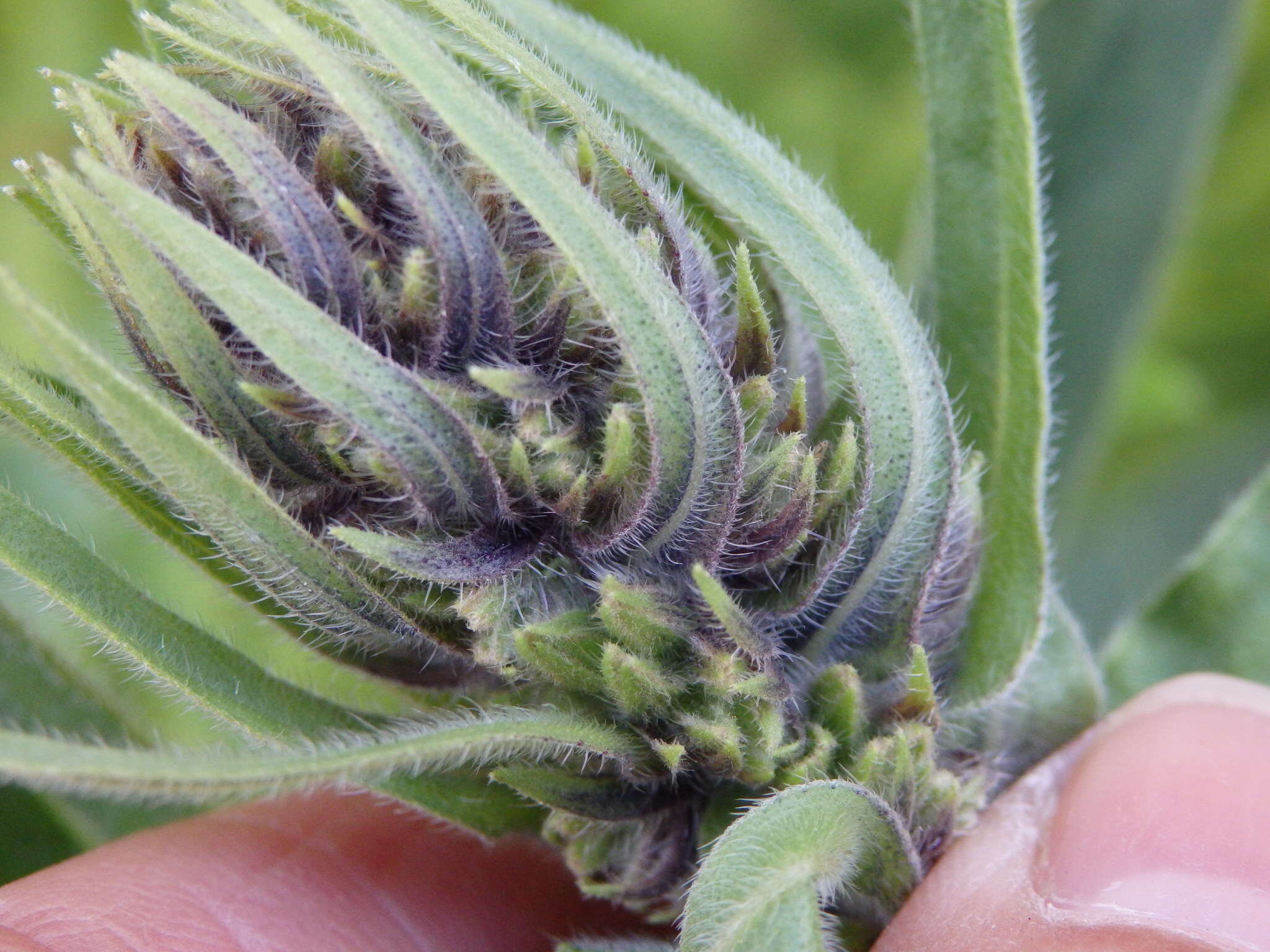 Image of violet-vein viper's bugloss