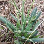 Image of Rusby's hawkweed