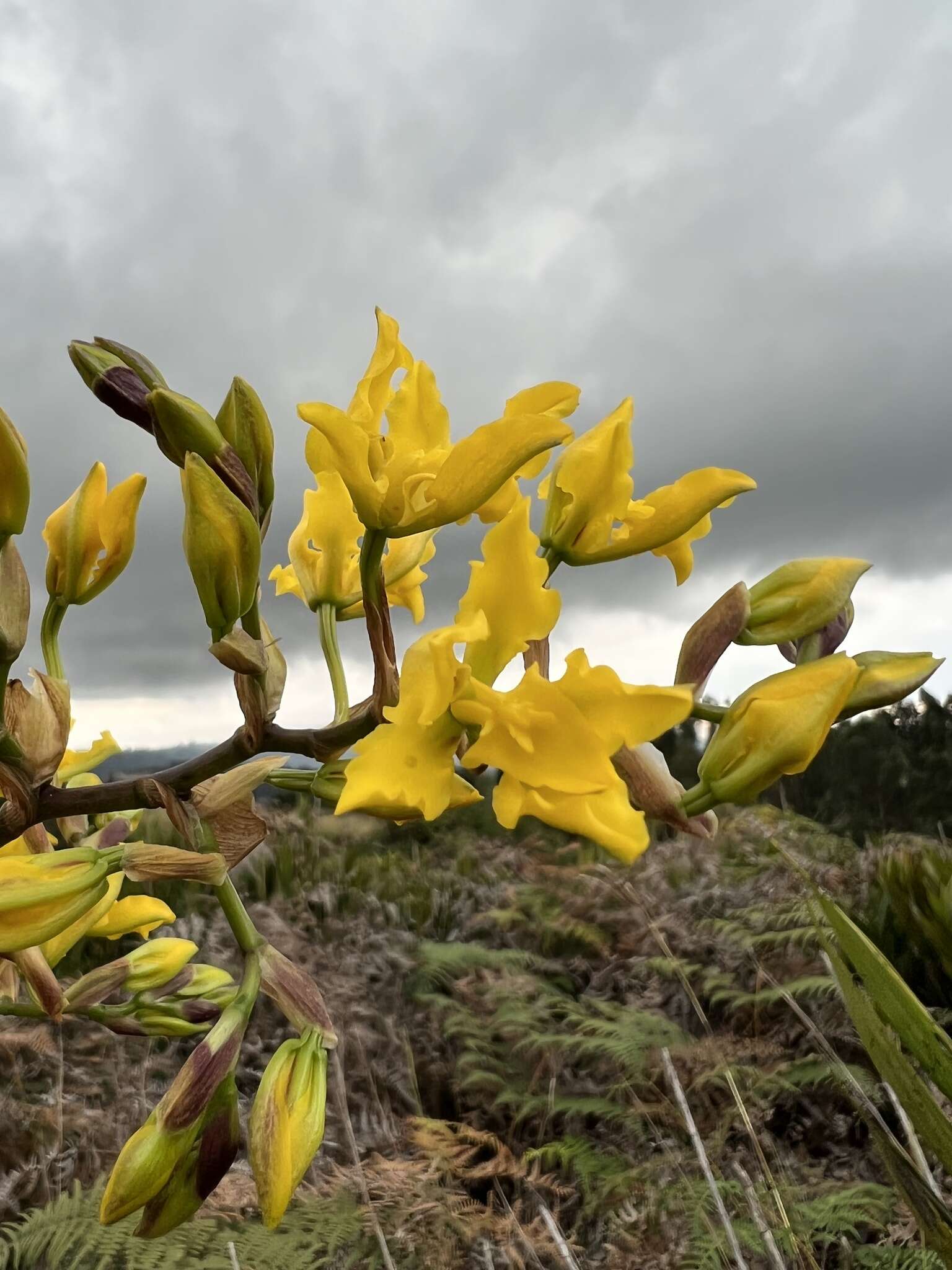 Image of Cyrtochilum revolutum (Lindl.) Dalström