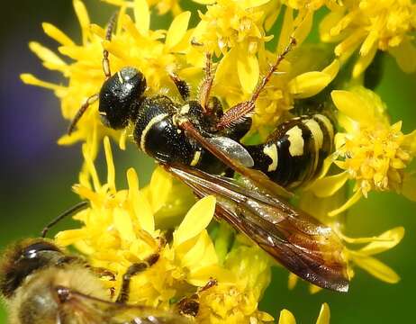 Image of Myzinum carolinianum (Panzer 1806)