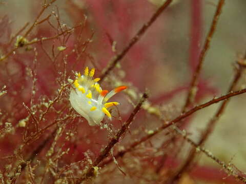 Image of yellow skirt slug