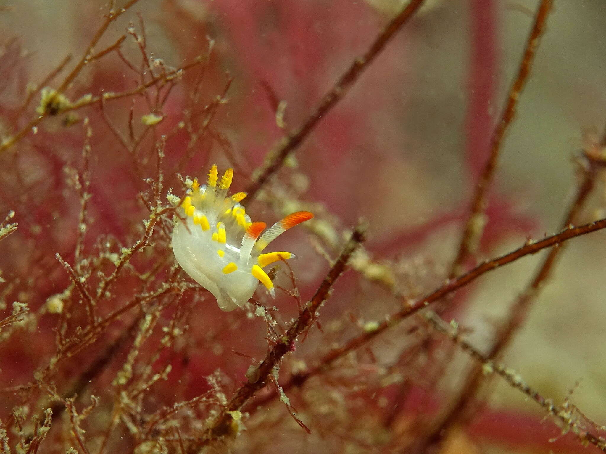 Image of yellow skirt slug