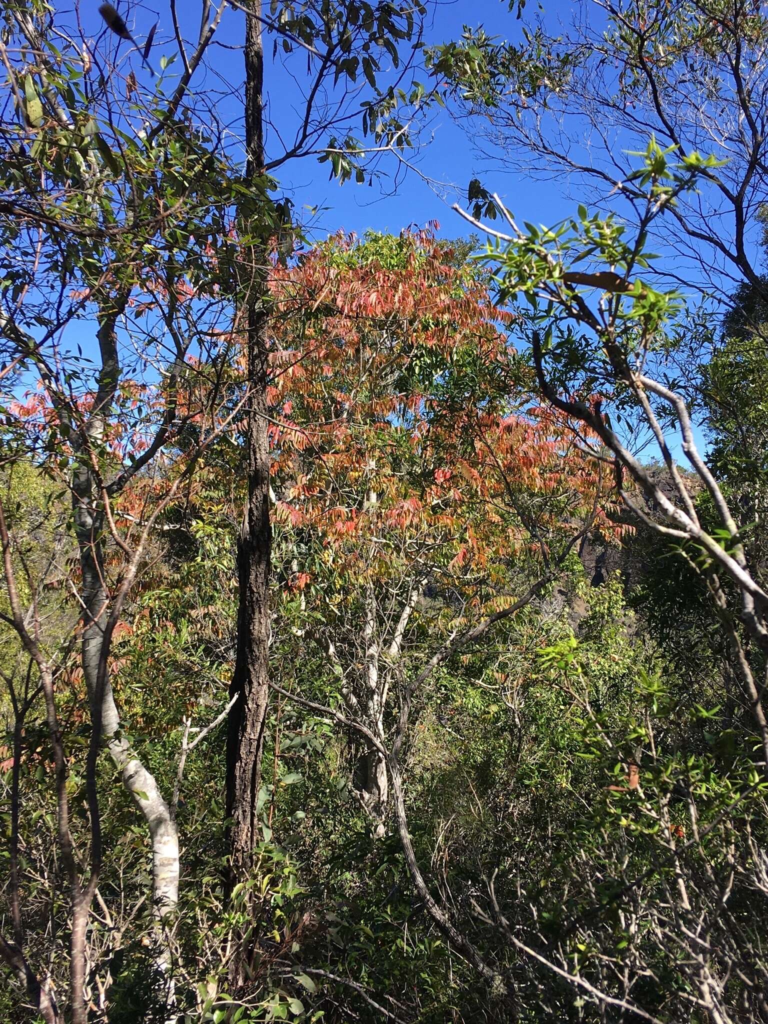 Image of Ailanthus triphysa (Dennst.) Alston