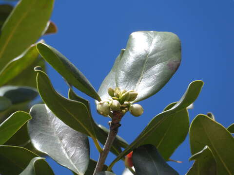 Plancia ëd Ternstroemia tepezapote Schltdl. & Cham.