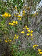 Image of Calceolaria ascendens Lindl.