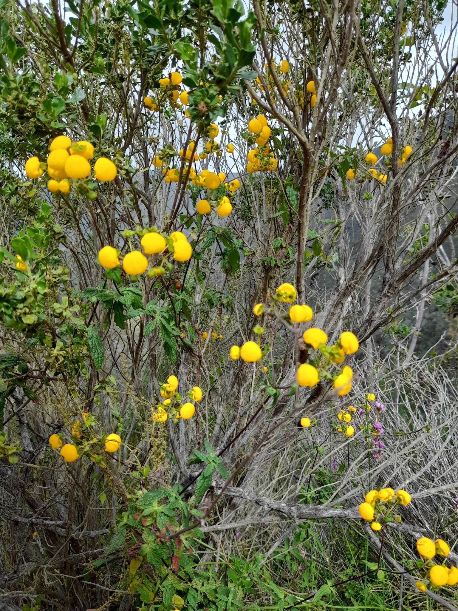 Image of Calceolaria ascendens Lindl.