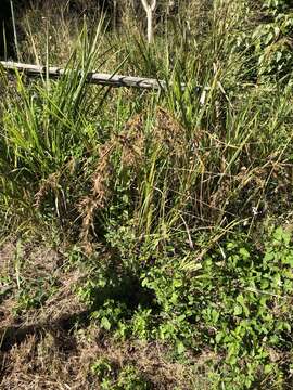 Themeda quadrivalvis (L.) Kuntze resmi