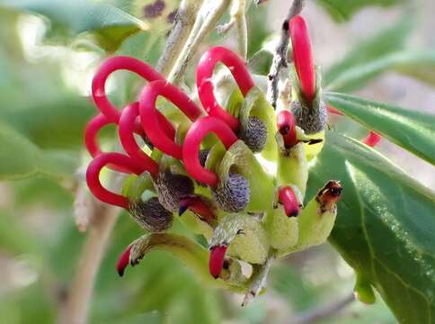 Image of Grevillea ilicifolia (R. Br.) R. Br.