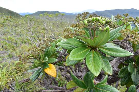 Image of Apiopetalum velutinum Baill.